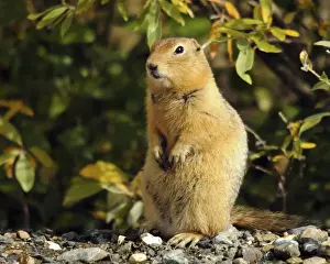 Squirrel Prints: Arctic Ground Squirrel Posing; Denali National Park; Alaska; USA