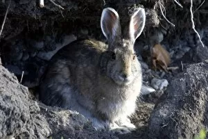 Images Dated 21st June 2006: Arctic Hare (Lepus arcticus) Profile - Arctic National Wildlife Refuge, Alaska