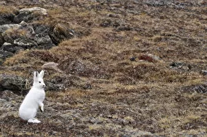 Images Dated 10th September 2007: Arctic hare (Lepus articus) Franz Joseph Fjord - North East Greenland National Park