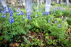 Images Dated 21st June 2006: Arctic Lupine (Lupinus Arcticus) meadow and Balsam Poplar forest - Arctic National Wildlife Refuge