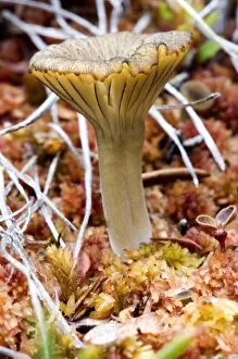 Fungi Gallery: An arctic mushroom (approximately 3cm tall) emerges from wet tundra - Arctic National