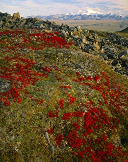 North Slope Prints: ARCTIC NATIONAL WILDLIFE REFUGE, ALASKA
