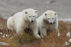 Images Dated 7th September 2011: Arctic National Wildlife Refuge (ANWR), Alaska, twin polar bear cubs of the year