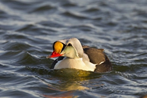 Images Dated 15th June 2011: Arctic National Wildlife Refuge (ANWR), Alaska, a male king eider patrols a tundra pond
