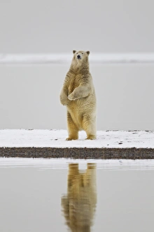 Images Dated 7th October 2011: Arctic National Wildlife Refuge (ANWR), Beaufort Sea, Alaska, a polar bear is reflected