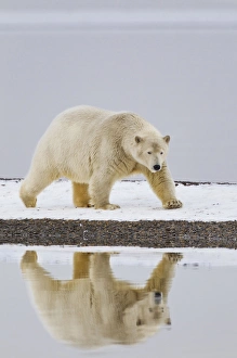 Images Dated 7th October 2011: Arctic National Wildlife Refuge (ANWR), Beaufort Sea, Alaska, a polar bear is reflected