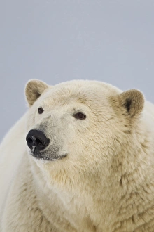 Images Dated 8th October 2011: Arctic National Wildlife Refuge (ANWR), Beaufort Sea, Alaska, a polar bear stands