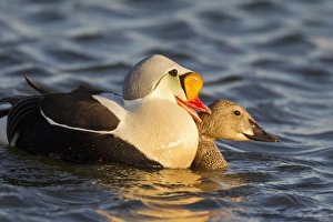 Images Dated 15th June 2011: Arctic National Wildlife Refuge (ANWR)