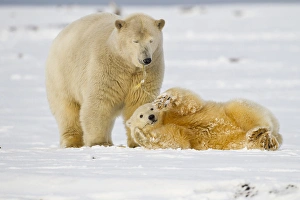 Images Dated 8th October 2011: Arctic National Wildlife Refuge (ANWR), Beaufort Sea, Alaska, a polar bear mother