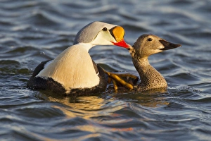 Images Dated 15th June 2011: Arctic National Wildlife Refuge (ANWR)