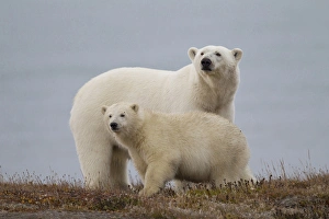 Images Dated 7th September 2011: Arctic National Wildlife Refuge (ANWR), Alaska, a polar bear mother and her cub rest