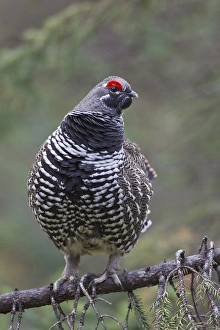 Images Dated 9th September 2011: Arctic National Wildlife Refuge (ANWR), Alaska, a male spruce grouse displays