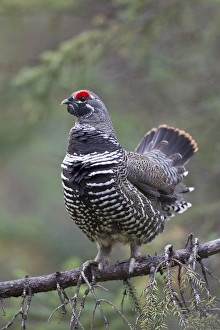 Images Dated 9th September 2011: Arctic National Wildlife Refuge (ANWR), Alaska, a male spruce grouse displays