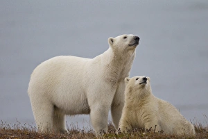 Arctic National Wildlife Refuge (ANWR), Alaska, a polar bear mother and her cub rest