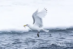 Rissa Tridactyla Prints: Arctic, North of Svalbard. A black-legged kittiwake catches a fish that had been hiding