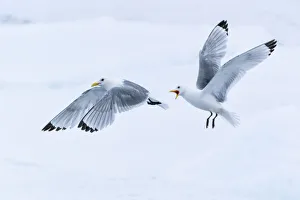 Arctic, North of Svalbard. Two black-legged kittiwakes squabble in the air