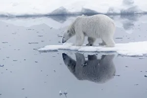 Powerful Prints: Arctic, north of Svalbard. A polar bear is reflected in the calm water in the pack ice