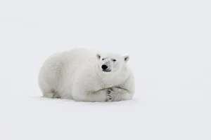 Powerful Prints: Arctic, north of Svalbard. A polar bear rests on the edge of a slab of pack ice