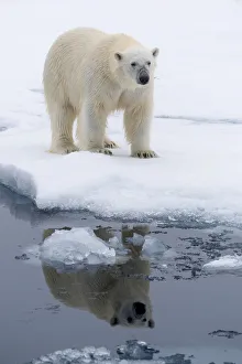 Images Dated 31st May 2019: Arctic, north of Svalbard. Portrait of a polar bear with its reflection