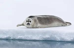 Images Dated 21st April 2019: Arctic, north of Svalbard. A portrait of a young bearded seal hauled out on the pack ice