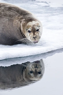 Images Dated 3rd July 2014: Arctic, Norway, Svalbard, Spitsbergen, pack ice, bearded seal (Erignathus barbatus)