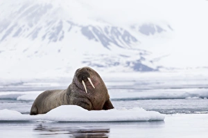 Ugly Prints: Arctic, Norway, Svalbard, Spitsbergen, pack ice, walrus (Odobenus rosmarus) Walrus