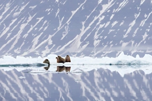 Images Dated 4th July 2014: Arctic, Norway, Svalbard, Spitsbergen, pack ice, walrus (Odobenus rosmarus) Walrus