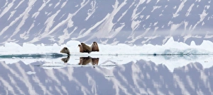 Images Dated 4th July 2014: Arctic, Norway, Svalbard, Spitsbergen, pack ice, walrus (Odobenus rosmarus) Walrus