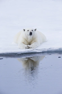 Images Dated 6th July 2014: Arctic, Norway, Svalbard, Spitsbergen, pack ice, polar bear (Ursus maritimus) Female