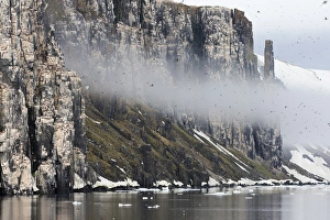 Images Dated 5th July 2014: Arctic, Norway, Svalbard, Spitsbergen, Alkefjellet Bird Cliffs, Thick-billed murres