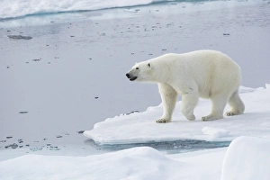 Images Dated 6th July 2014: Arctic, Norway, Svalbard, Spitsbergen, pack ice, polar bear (Ursus maritimus) Female