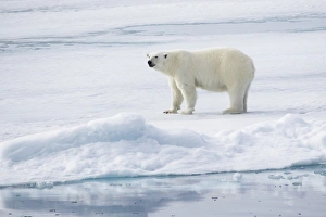 Images Dated 6th July 2014: Arctic, Norway, Svalbard, Spitsbergen, pack ice, polar bear (Ursus maritimus) Female