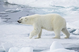 Images Dated 6th July 2014: Arctic, Norway, Svalbard, Spitsbergen, pack ice, polar bear (Ursus maritimus) Female