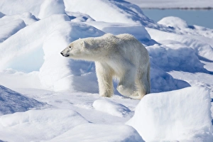Images Dated 7th July 2014: Arctic, Norway, Svalbard, Spitsbergen, pack ice, polar bear (Ursus maritimus) Young