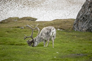 Images Dated 9th July 2014: Arctic, Norway, Svalbard, Spitsbergen, reindeer (Rangifer tarandus platyrhynchus}