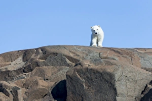 Images Dated 15th July 2014: Arctic, Norway, Svalbard, Spitsbergen, polar bear (Ursus maritimus) cub, rocky, swimming