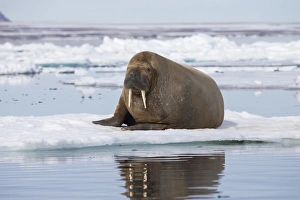 Images Dated 15th July 2014: Arctic, Norway, Svalbard, Spitsbergen, walrus (Odobenus rosmarus) Walrus on ice floe