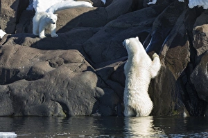 Arctic, Norway, Svalbard, Spitsbergen, polar bear (Ursus maritimus) cub, rocky, swimming