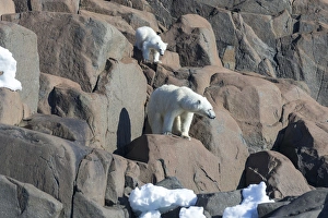 Images Dated 16th July 2014: Arctic, Norway, Svalbard, Spitsbergen, polar bear (Ursus maritimus) cub, rocky, swimming