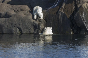 Images Dated 16th July 2014: Arctic, Norway, Svalbard, Spitsbergen, polar bear (Ursus maritimus) cub, rocky, swimming