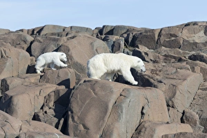 Images Dated 16th July 2014: Arctic, Norway, Svalbard, Spitsbergen, polar bear (Ursus maritimus) cub, rocky, swimming