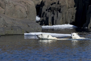 Images Dated 16th July 2014: Arctic, Norway, Svalbard, Spitsbergen, polar bear (Ursus maritimus) cub, rocky, swimming