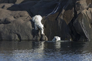 Images Dated 16th July 2014: Arctic, Norway, Svalbard, Spitsbergen, polar bear (Ursus maritimus) cub, rocky, swimming