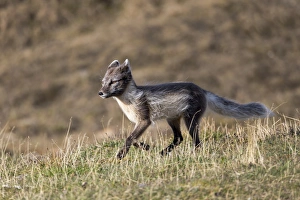 Arctic, Norway, Svalbard, Spitsbergen, Longyearbyen, Arctic fox (Alopex lagopus)