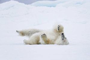 Images Dated 1st July 2014: Arctic, Norway, Svalbard, Spitsbergen, pack ice, polar bear (Ursus maritimus) Polar