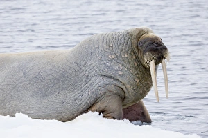 Images Dated 1st July 2014: Arctic, Norway, Svalbard, Spitsbergen, pack ice, walrus (Odobenus rosmarus) Walrus