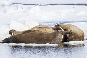 Images Dated 2nd July 2014: Arctic, Norway, Svalbard, Spitsbergen, pack ice, walrus (Odobenus rosmarus) Walrus