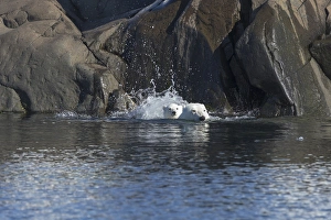 Images Dated 16th July 2014: Arctic, Norway, Svalbard, Spitsbergen, polar bear (Ursus maritimus) cub, rocky, swimming