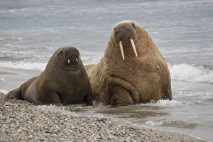 Images Dated 17th July 2014: Arctic, Norway, Svalbard, Spitsbergen, walrus (Odobenus rosmarus) Walrus in water