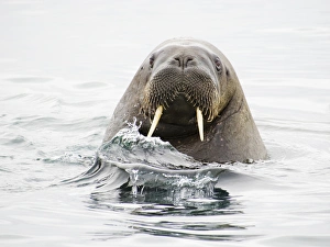 Images Dated 17th July 2014: Arctic, Norway, Svalbard, Spitsbergen, walrus (Odobenus rosmarus) Walrus in water